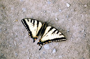 194 Swallowtail, Western Tiger, St George Alaska 06-1996 B06P29I02